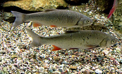 Döbel